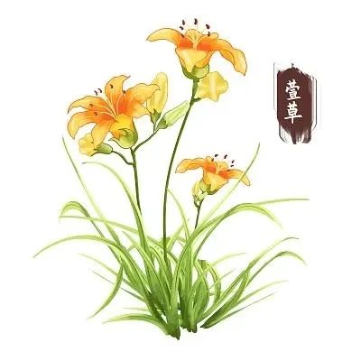 萱草花 萱草花